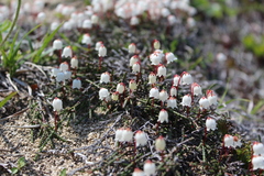 Cassiope lycopodioides