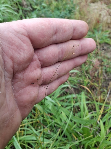 Poa palustris, 2026-10-15