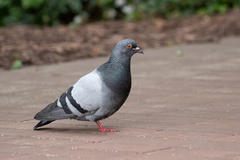 Columba livia domestica