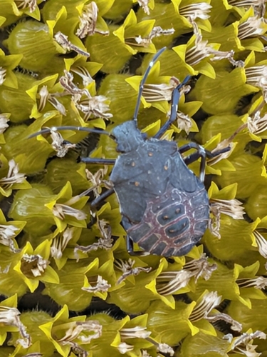 Brown Marmorated Stink Bug