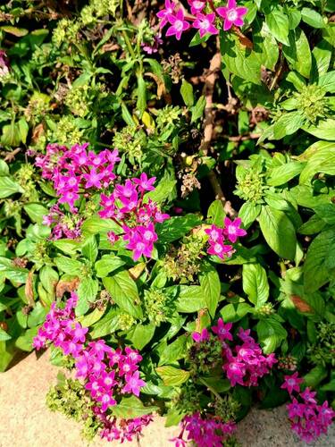 Pentas lanceolata observed 2026-10-14