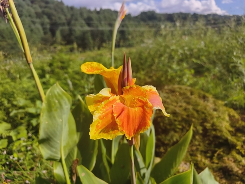 Canna glauca observed 2026-10-15