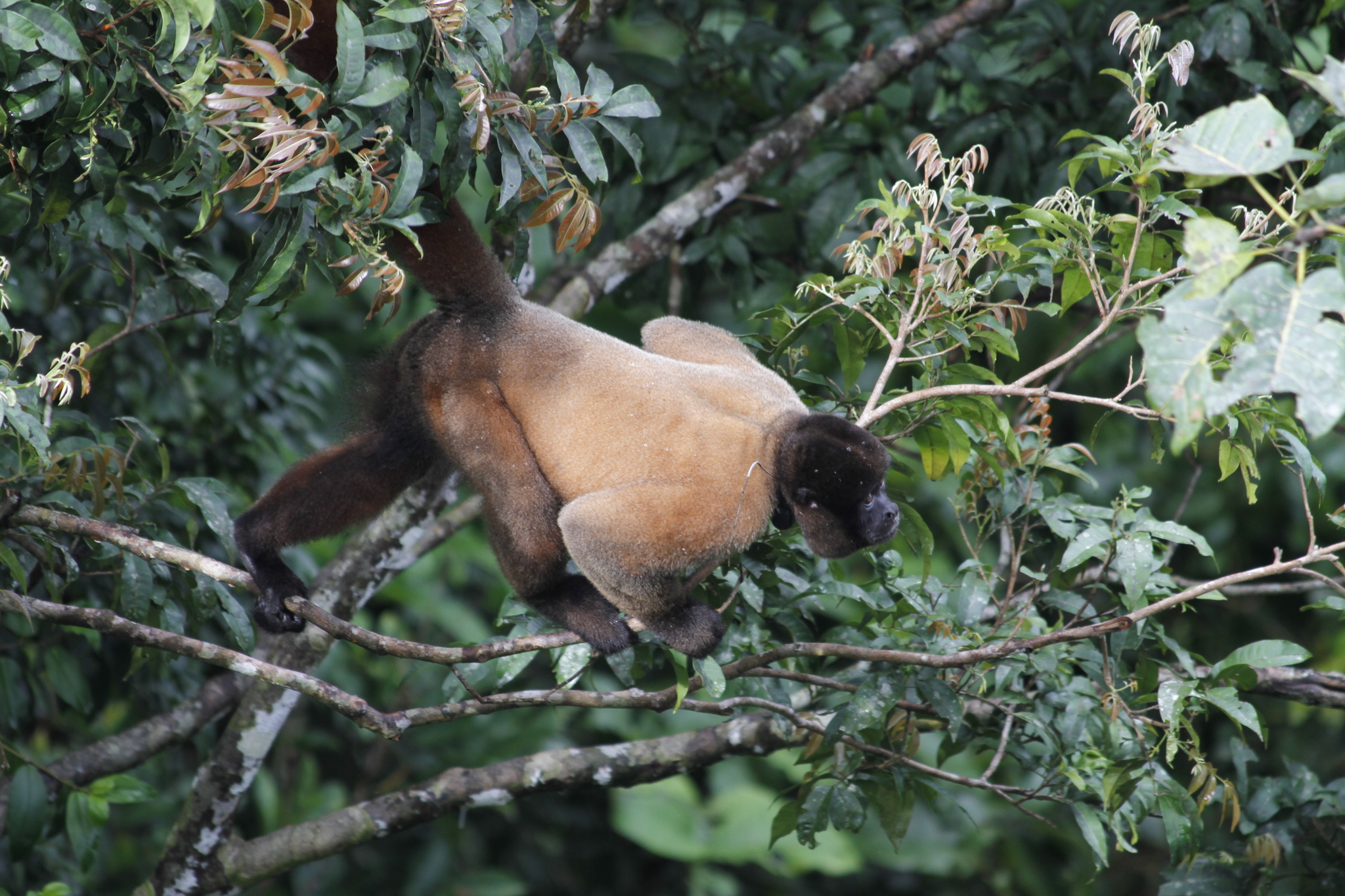 Poeppig's Woolly Monkey (Subspecies Lagothrix lagothricha poeppigii) ·  iNaturalist Guatemala