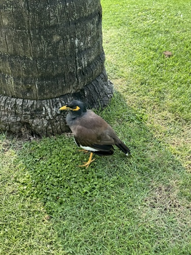 Common Myna