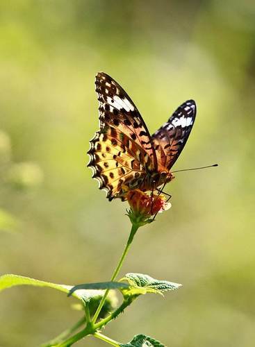 Tropical Fritillary