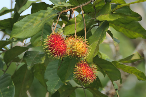 Nephelium lappaceum observed 2026-08-31