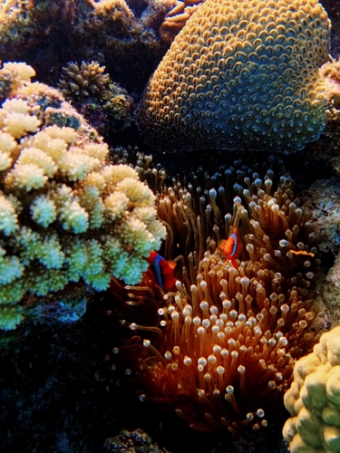 Amphiprion frenatus observed 2026-10-15