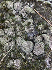 Cladonia strepsilis