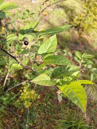 Deadly Nightshade