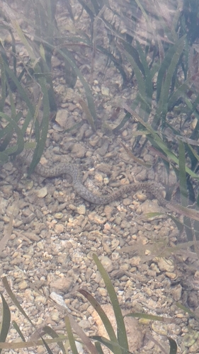 Gymnothorax richardsonii observed 2026-10-03