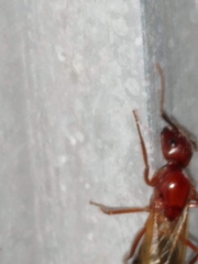Camponotus inaequalis