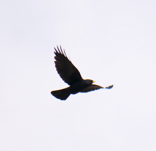 Yellow-billed Chough