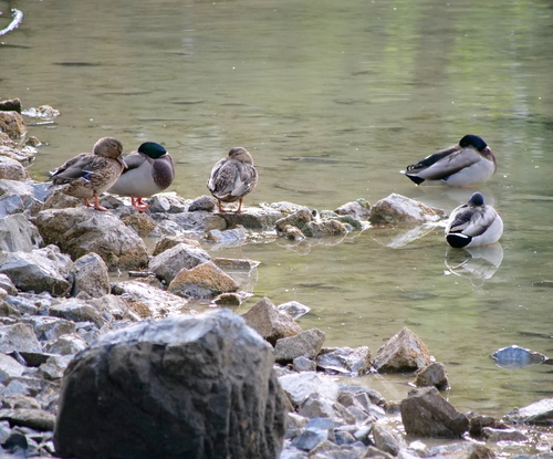 Mallard