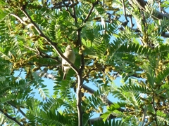 Vireo gilvus
