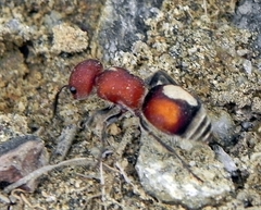 Pseudomethoca simillima