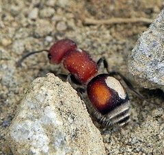 Pseudomethoca simillima