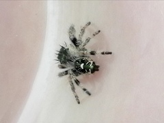 Phidippus bidentatus
