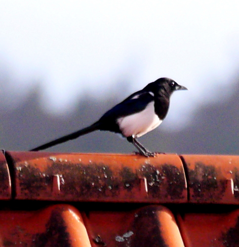 Eurasian Magpie