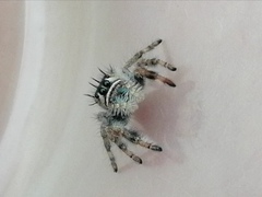 Phidippus bidentatus