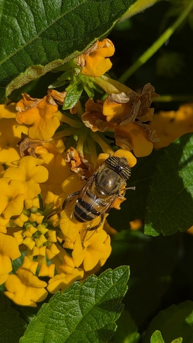 Stripe-eyed Lagoon Fly