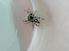 Phidippus bidentatus