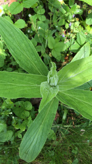 Digitalis grandiflora
