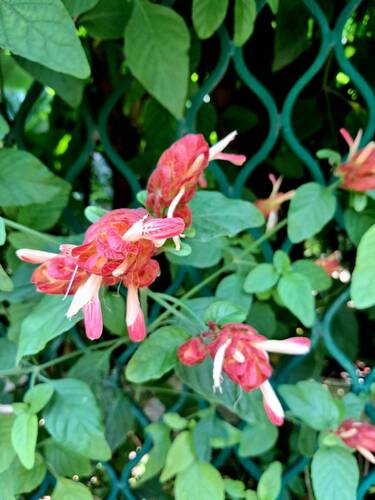 Justicia brandegeeana observed 2026-10-14
