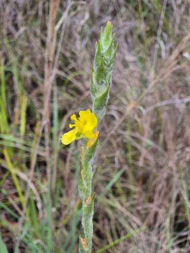 Philydrum lanuginosum observed 2026-10-15