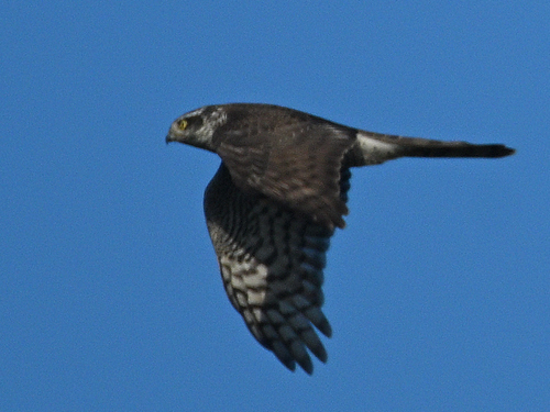 Eurasian Sparrowhawk