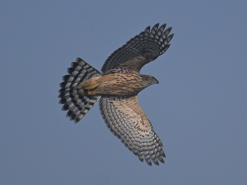 Eurasian Goshawk