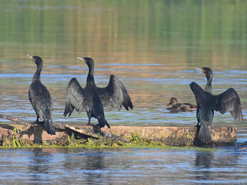 Great Cormorant
