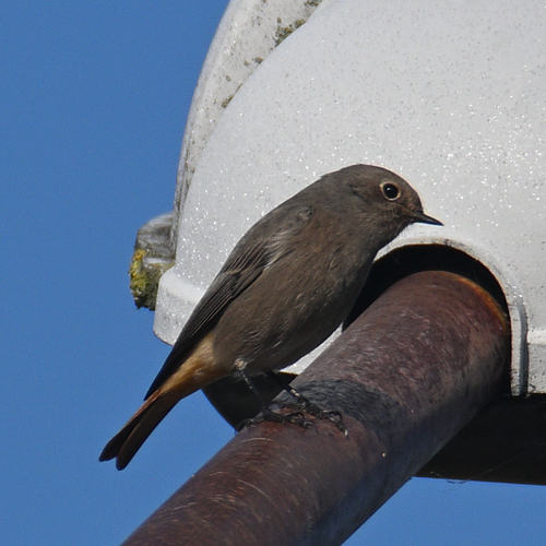 Black Redstart