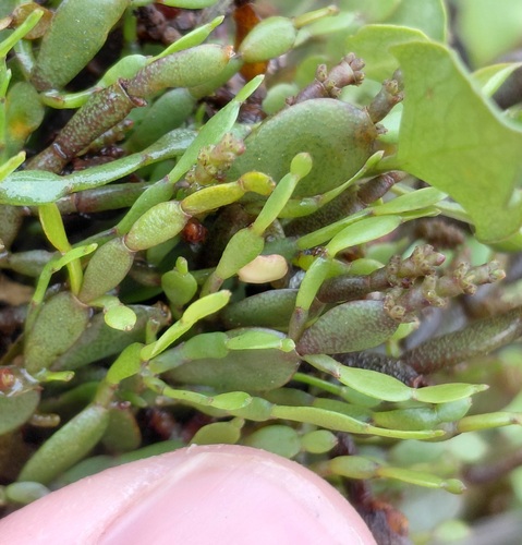 Korthalsella lindsayi observed 2026-10-15