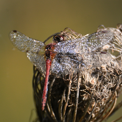 Ruddy Darter