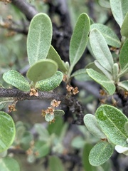 Shepherdia argentea