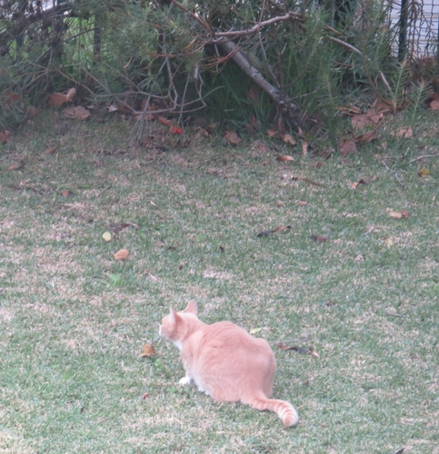 iNaturalist image