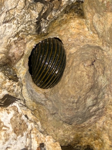 Nerita costata observed 2026-10-14