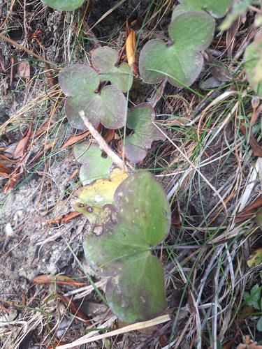 Liverleaf