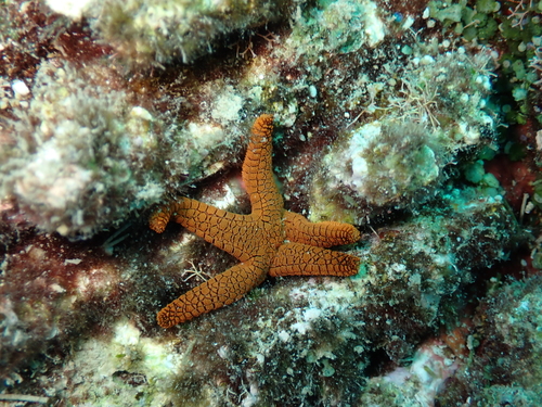 Fromia indica observed 2026-10-15