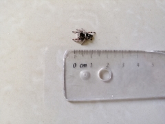 Phidippus bidentatus