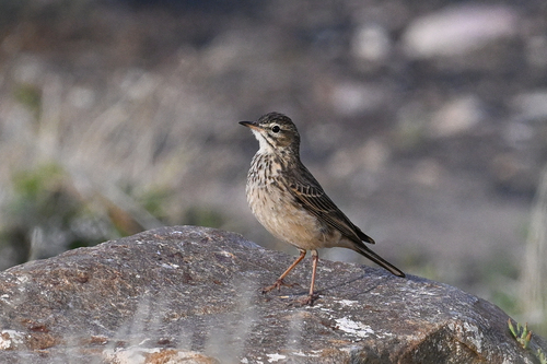 iNaturalist image