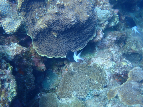 Acanthochromis polyacanthus observed 2026-10-15
