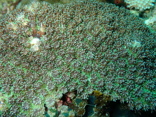 Galaxea fascicularis observed 2026-10-15