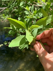 Myrica hartwegii