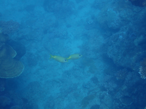 Siganus corallinus observed 2026-10-15