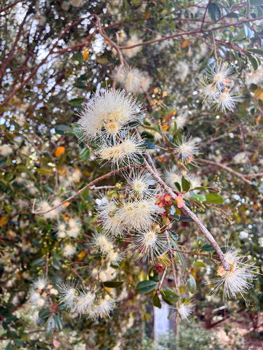 Syzygium oleosum observed 2026-10-15