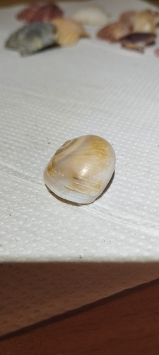 Josephinia observed 2026-10-15