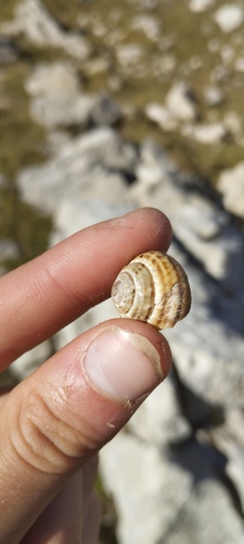 Helix sylvatica, 2026-10-14