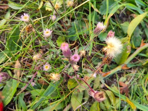 bitter fleabane