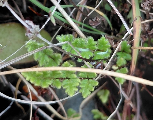 Cheilanthes distans observed 2026-10-15